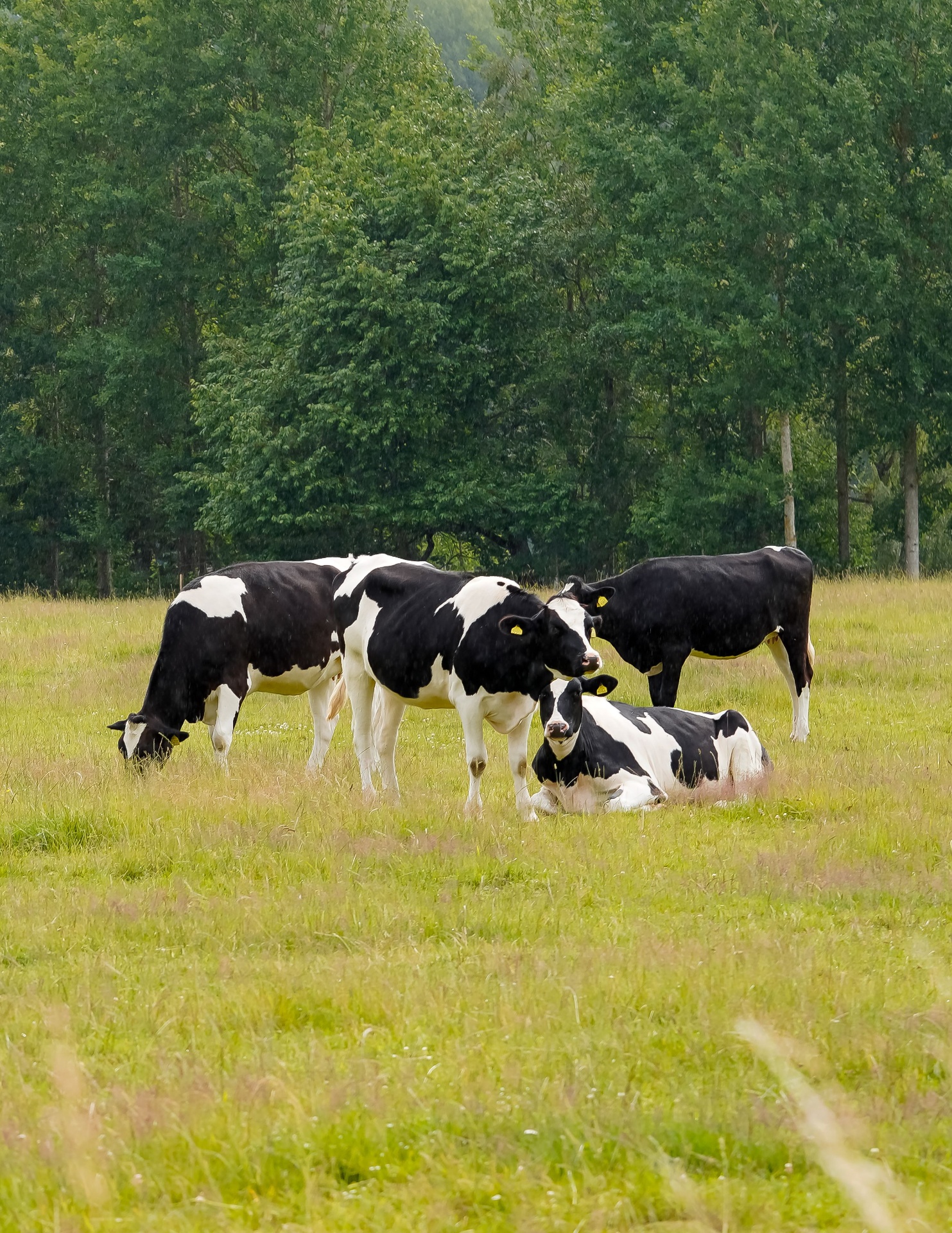 Pre-transport cattle holding — Boviterra
