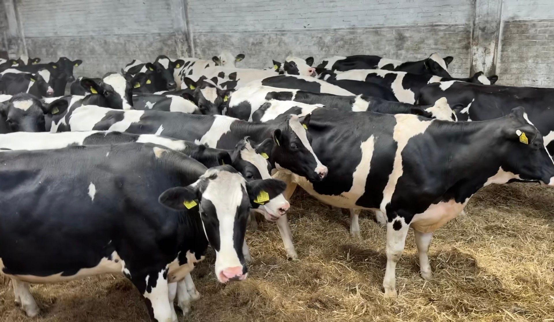 Selection of pregnant heifers 6 months — Boviterra HF