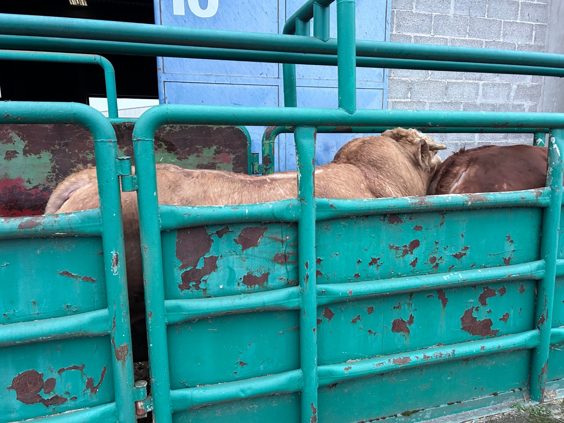 Limousin cattle — Boviterra beef breeds