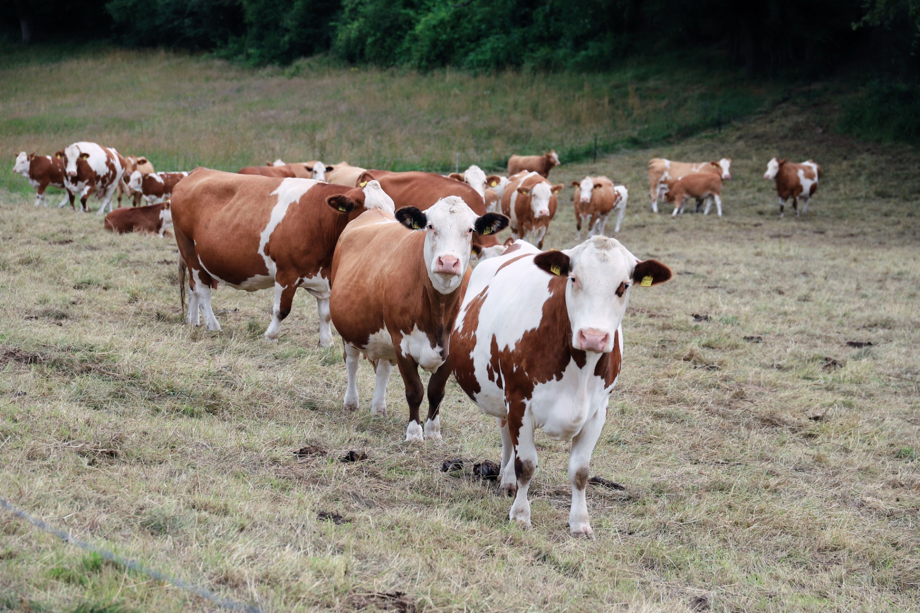 Simmental pregnant heifers — Boviterra dairy cattle
