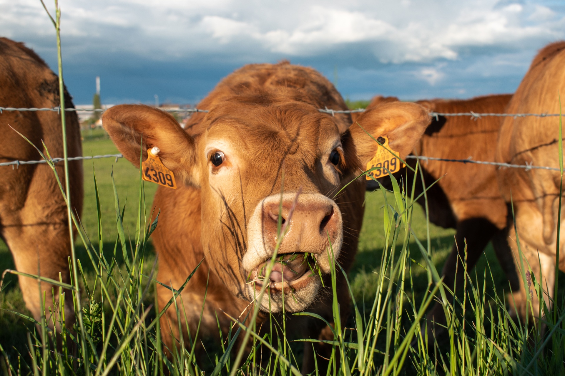 Limousin beef cattle grazing — Boviterra